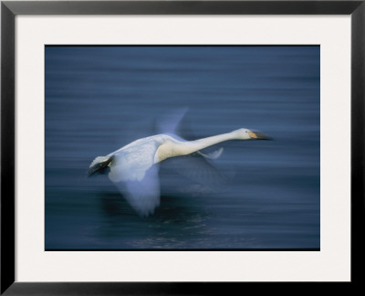 Whooper Swan Flies Low Over Water by Tim Laman Pricing Limited Edition Print image