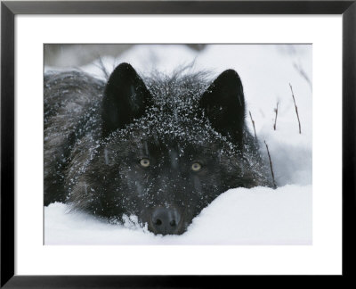 Covered With Snow Flakes, A Gray Wolf, Canis Lupus, Rest In More Snow by Jim And Jamie Dutcher Pricing Limited Edition Print image