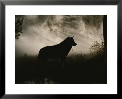 Gray Wolf, Canis Lupus, In Silhouette Against A Fog Bank by Jim And Jamie Dutcher Pricing Limited Edition Print image