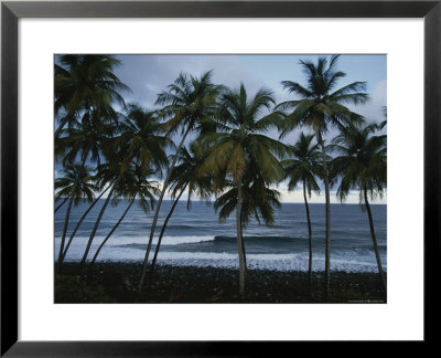 Row Of Palm Trees Lines The Beach Shore by Michael Melford Pricing Limited Edition Print image