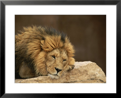 Male Lion Rests Upon A Rock by Norbert Rosing Pricing Limited Edition Print image