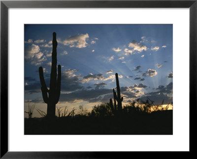 Giant Saguaro Cactus Silhouetted Against A Cloud Filled Sky At Sunset by Todd Gipstein Pricing Limited Edition Print image