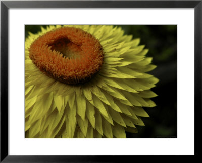Close-Up Of A Straw Cactus Flower by White & Petteway Pricing Limited Edition Print image