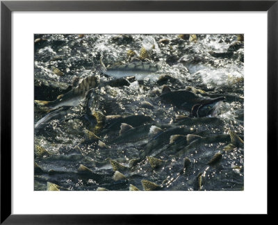 School Of Pink Salmon Migrating To Spawning Grounds In Alaska by Michael S. Quinton Pricing Limited Edition Print image