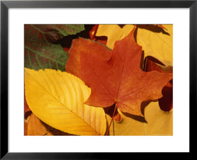 Colourfull Fall Leaves Lie In A Pile by Taylor S. Kennedy Pricing Limited Edition Print image