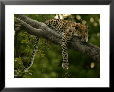 Young Leopard, Panthera Pardus, Rests On A Tree Limb, Mombo, Okavango Delta, Botswana by Beverly Joubert Pricing Limited Edition Print image