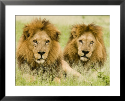 Lion, Duba, Okavango Delta, Botswana by Beverly Joubert Pricing Limited Edition Print image