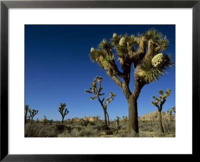 Joshua Tree In Bloom Among Others In A Desert Landscape, Joshua Tree National Park, California by Tim Laman Pricing Limited Edition Print image
