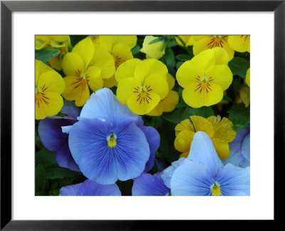 Pansy Flowers In A Garden, Belmont, Massachusetts, Usa by Darlyne A. Murawski Pricing Limited Edition Print image