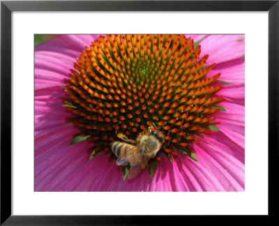Bee Driking Nectar From A Purple Coneflower, Belmont, Massachusetts, Usa by Darlyne A. Murawski Pricing Limited Edition Print image