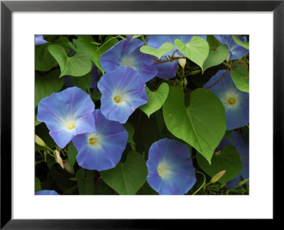 Morning Glories In Bloom In Arlington, Massachusetts, Usa by Darlyne A. Murawski Pricing Limited Edition Print image