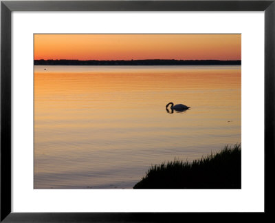 Mute Swan Feeding In The Narragansett Bay At Dawn, Cranston, Rhode Island by Darlyne A. Murawski Pricing Limited Edition Print image