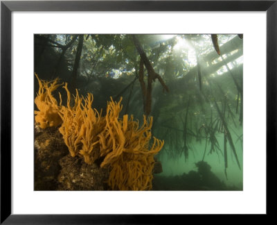 Orange Sponges Grow Under The Overhanging Roots Of Red Mangroves by Tim Laman Pricing Limited Edition Print image