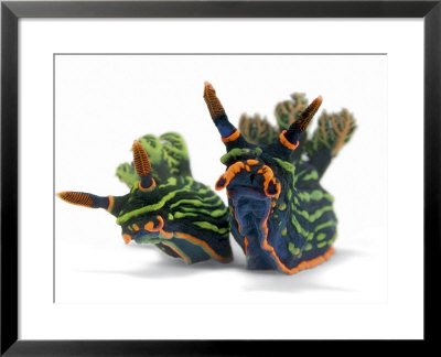 A Pair Of Toxic Nembrotha Kubaryana Nudibranchs by David Doubilet Pricing Limited Edition Print image