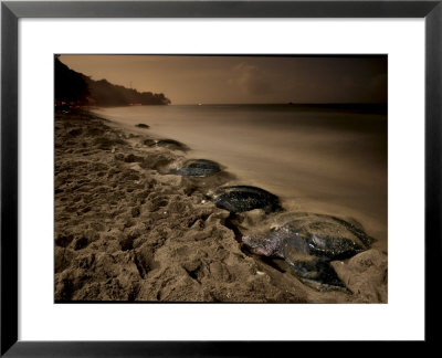 Leatherback Turtles Nesting On Grande Riviere Beach by Brian J. Skerry Pricing Limited Edition Print image