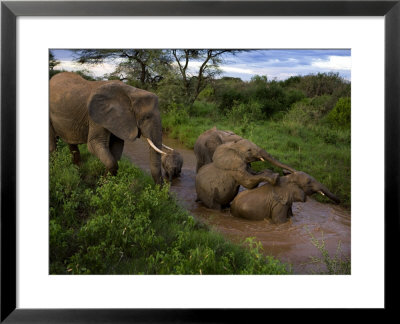 A Mother Cares For Two Calves Orphaned By The Deaths Of Their Mothers by Michael Nichols Pricing Limited Edition Print image