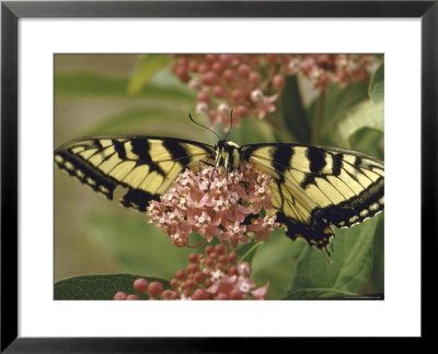 Close Up Of Butterfly On Flower by Alfred Eisenstaedt Pricing Limited Edition Print image