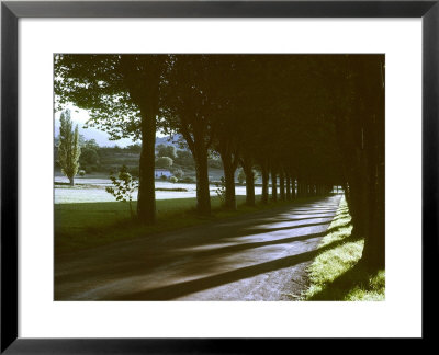 Tree Lined Roadway Somewhere In Provence by Gjon Mili Pricing Limited Edition Print image