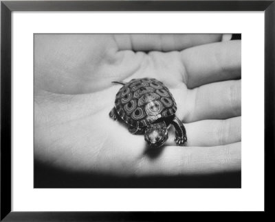 Pet Turtle by Ralph Morse Pricing Limited Edition Print image