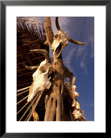 Old Cattle Skulls, Todos Santos, Baja, Mexico by Walter Bibikow Pricing Limited Edition Print image