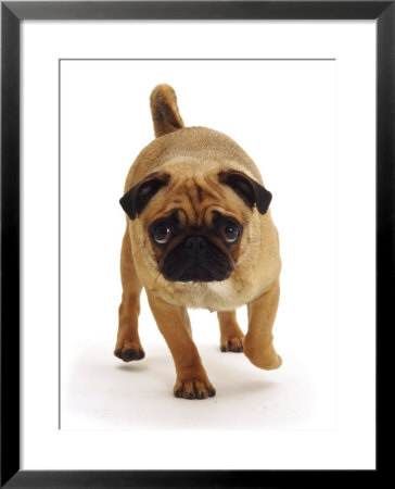 Apricot Pug Bitch, 2 Years Old, Walking by Jane Burton Pricing Limited Edition Print image