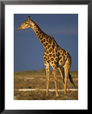 Giraffe Portrait At Sunset, Etosha Np, Nambia by Tony Heald Pricing Limited Edition Print image