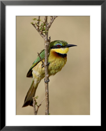 Little Bee-Eater, Masai Mara National Reserve, Kenya, East Africa, Africa by James Hager Pricing Limited Edition Print image