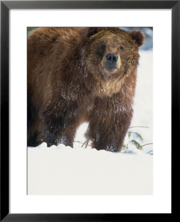 Brown Bear In Snow, North America by Murray Louise Pricing Limited Edition Print image