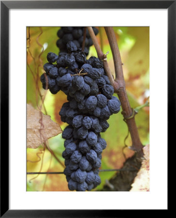 Grape Bunch In Vineyard, Domaine Pech-Redon, Coteaux Du Languedoc La Clape by Per Karlsson Pricing Limited Edition Print image