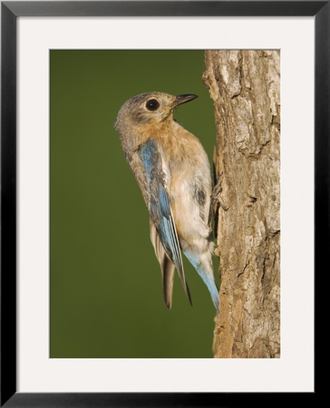Eastern Bluebird At Nesting Cavity, Willacy County, Rio Grande Valley, Texas, Usa by Rolf Nussbaumer Pricing Limited Edition Print image