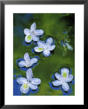 Azalea Blossoms Floating In Stream With Reflections, Maryland, Usa by Nancy Rotenberg Pricing Limited Edition Print image
