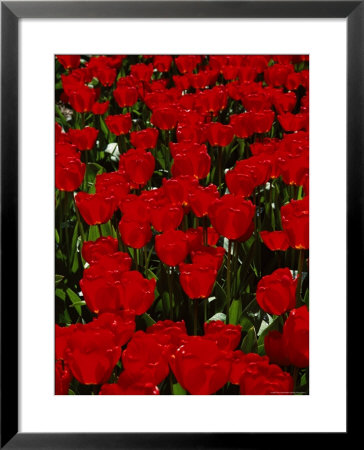 Close-Up Of Red Tulips In Flower, Bulbfields, Keukenhof, Near Lisse, The Netherlands (Holland) by Gavin Hellier Pricing Limited Edition Print image