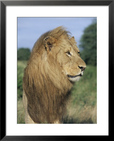 Male Lion, Panthera Leo, Kruger National Park, South Africa, Africa by Ann & Steve Toon Pricing Limited Edition Print image