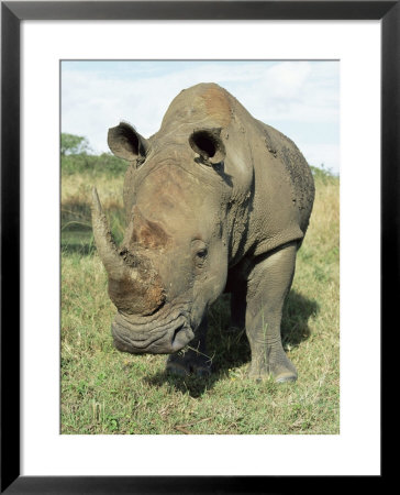 White Rhinoceros (Rhino), Ceratotherium Simum, Itala Game Reserve, Kwazulu-Natal, South Africa by Ann & Steve Toon Pricing Limited Edition Print image