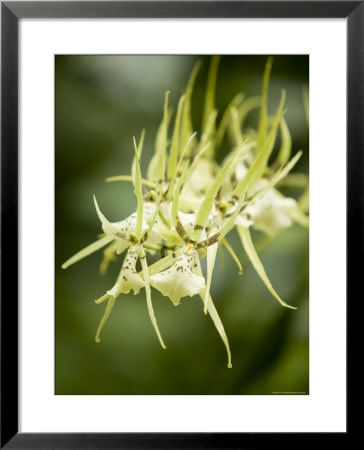 Closeup Of A Green Spider Orchid, Singapore by Tim Laman Pricing Limited Edition Print image