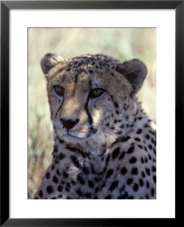 Closeup Of A Cheetah, South Africa by Kenneth Garrett Pricing Limited Edition Print image