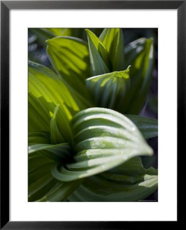 Close Up Shot Of Indigenous Chinese Plants, Shennongjia, China by David Evans Pricing Limited Edition Print image
