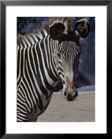 Portrait Of A Zebra In The San Diego Zoo, California by Kenneth Garrett Pricing Limited Edition Print image