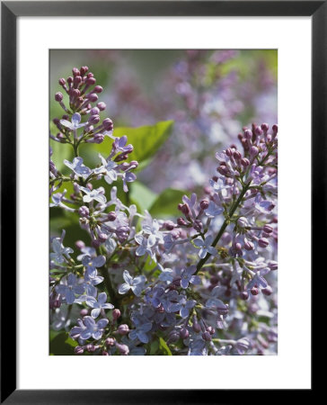 Blossoming Hyacinthiflora Lilacs by Darlyne A. Murawski Pricing Limited Edition Print image