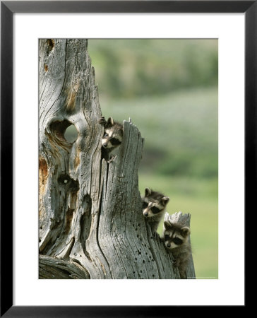 Group Of Young Racoons Peer Out From Behind A Tree Stump by Norbert Rosing Pricing Limited Edition Print image