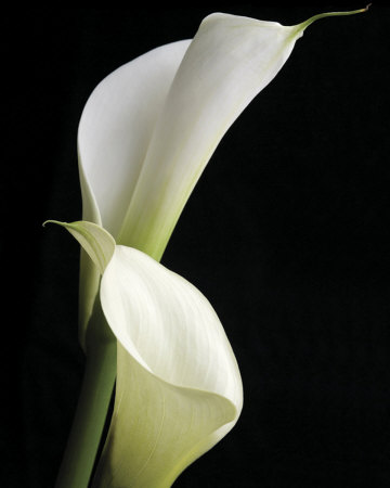 Calla Ii by Ben Davies Pricing Limited Edition Print image
