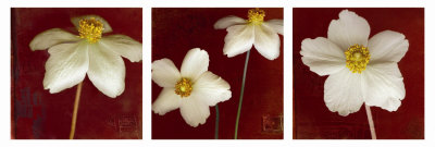 Snowdrop Anemones by Rick Filler Pricing Limited Edition Print image