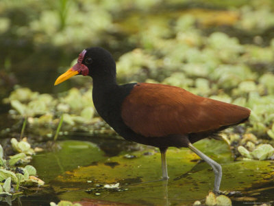 Close-Up Of Wading Wattled Jacana Bird, Madre De Dios Province, Amazon River Basin, Peru by Dennis Kirkland Pricing Limited Edition Print image