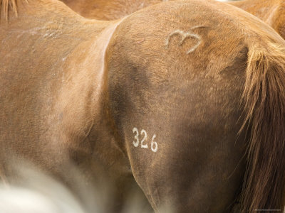 Close-Up Of Horse Brand, Malaga, Washington, Usa by Dennis Kirkland Pricing Limited Edition Print image