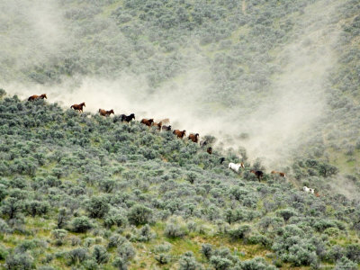 Running Horses Stirring Dust During Roundup, Malaga, Washington, Usa by Dennis Kirkland Pricing Limited Edition Print image