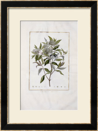 Cornus, Specimen Botanicum Sistens Descriptiones Et Icones Specierum Corni Minus Cognitarum by Charles-Louis L'heritier De Brutelle Pricing Limited Edition Print image