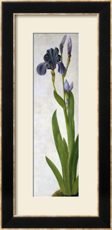 An Iris by Albrecht Dürer Pricing Limited Edition Print image