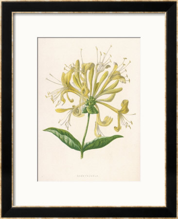 Honeysuckle by F. Edward Hulme Pricing Limited Edition Print image