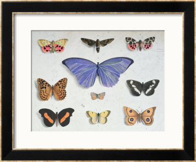 French And Foreign Butterflies by Madame Feraud Pricing Limited Edition Print image