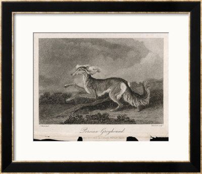 Once Known As The Persian Greyhound by H.R. Cook Pricing Limited Edition Print image